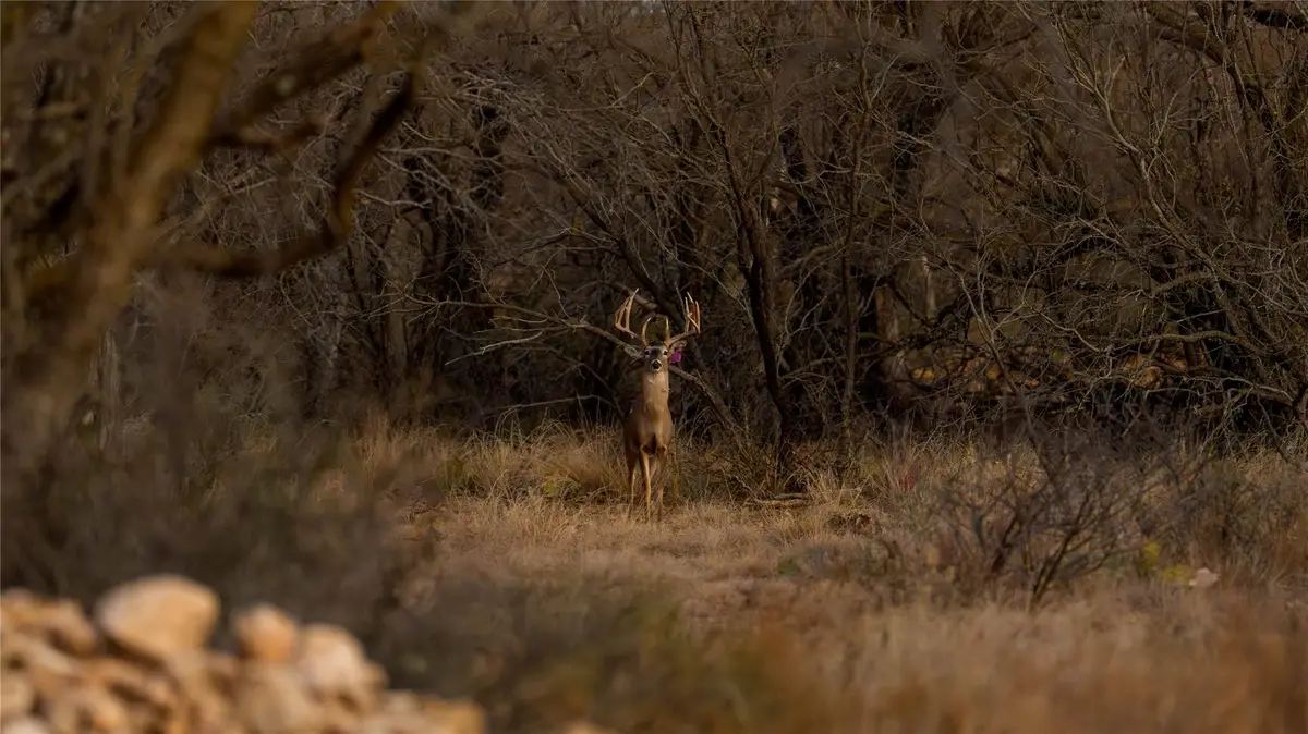 20775 County Road 1445, Paint Rock, TX 76866 - #1