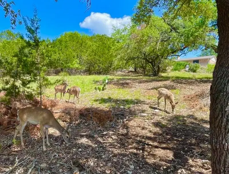 21422 Patton Ave, Lago Vista, TX 78645 - #3