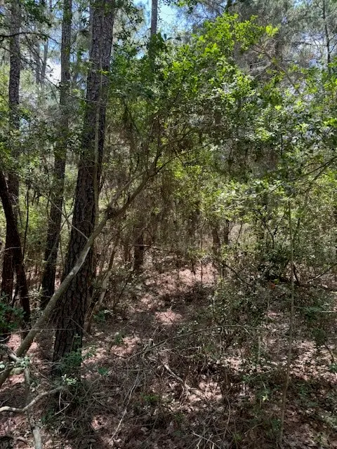 Lot 250 Hekili Dr, Bastrop, TX 78602 - Image #3