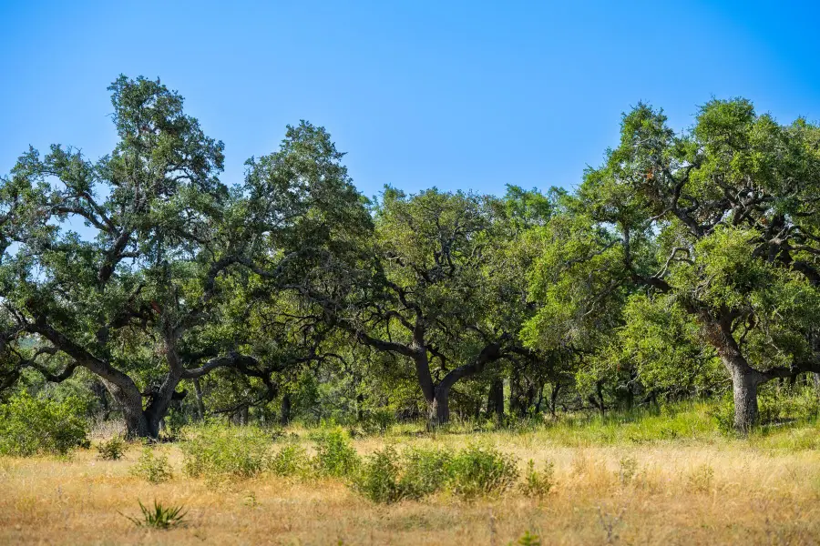 Lot 10 Tuscany Dr, Driftwood, TX 78619 - Image #3