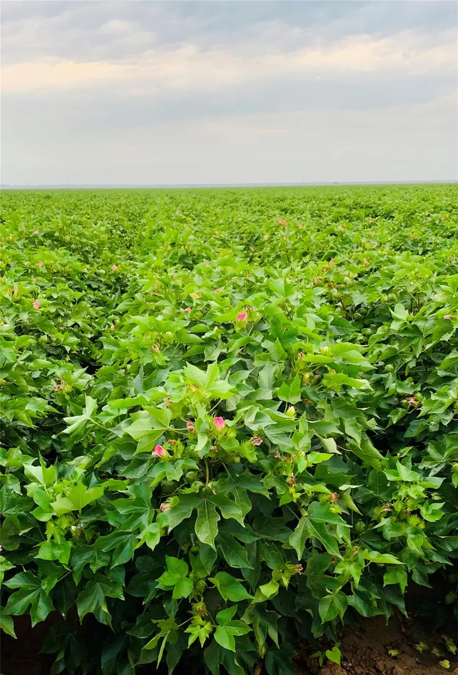 12485 Sandy Point Rd, Bryan, TX 77807 - #3