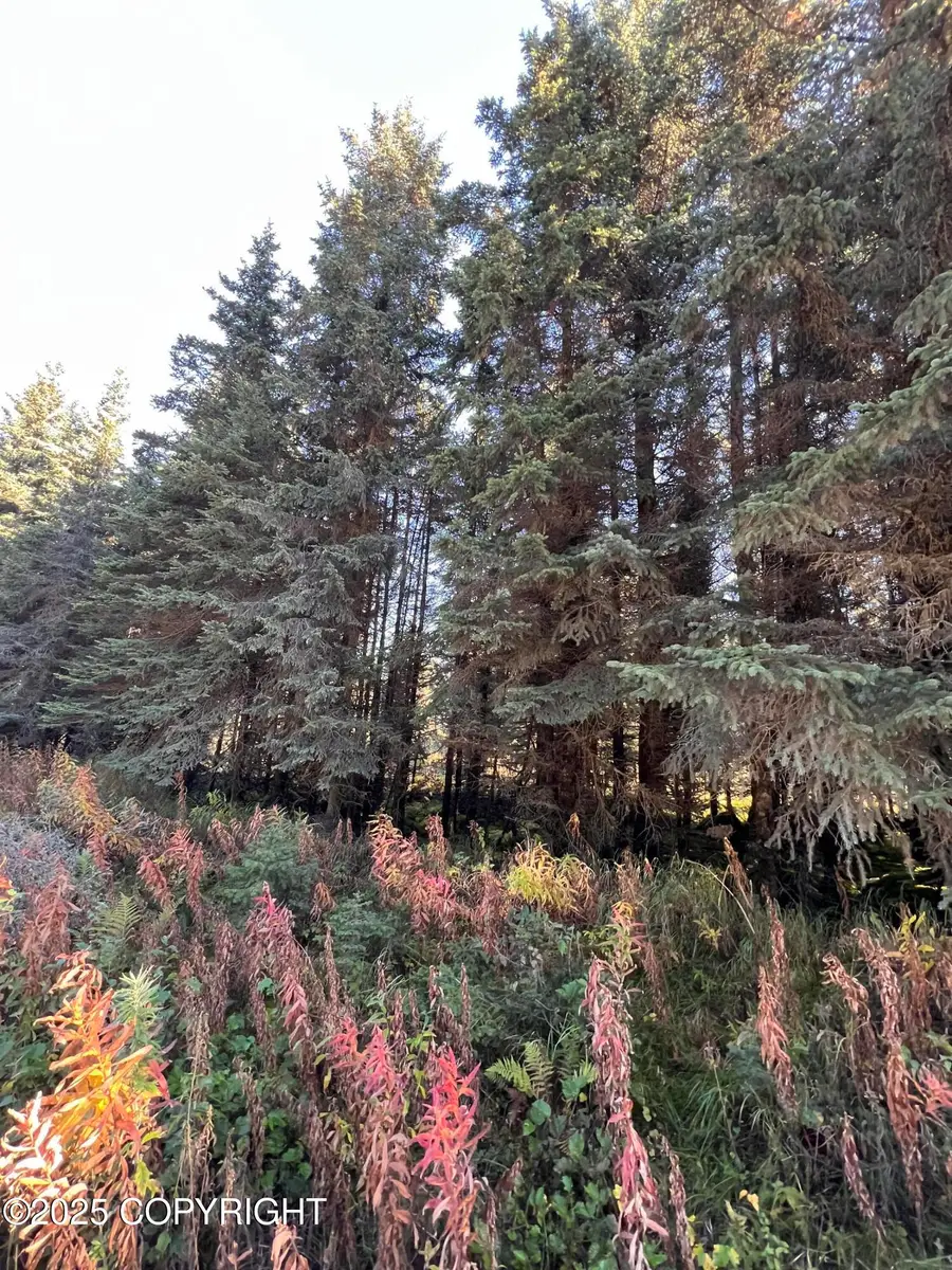 L6 Shegota Loop, Ninilchik, AK 99639 - Image #3