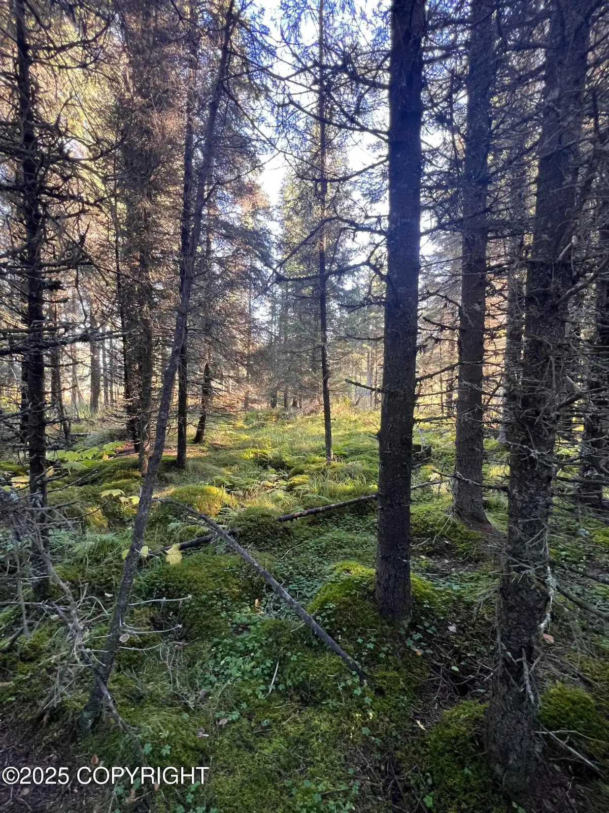 L7 Shegota Loop, Ninilchik, AK 99639 - Image #1