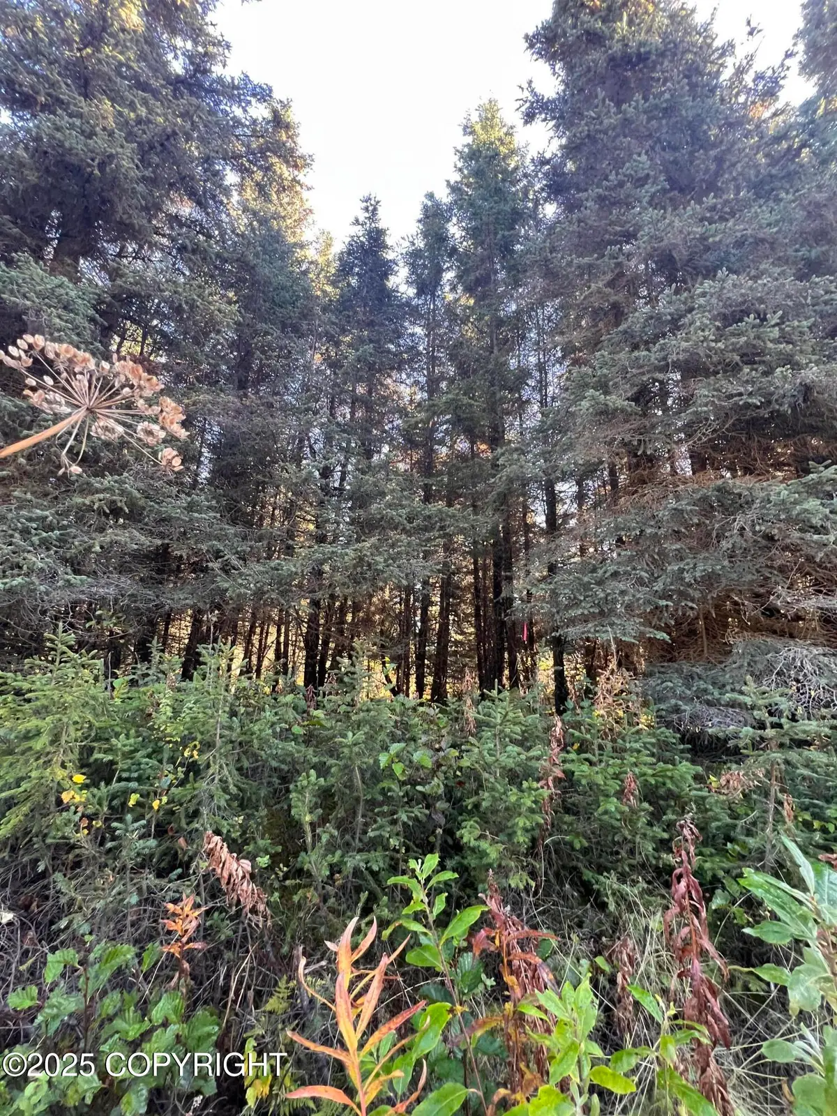 L8 Shegota Loop, Ninilchik, AK 99639 - Image #1