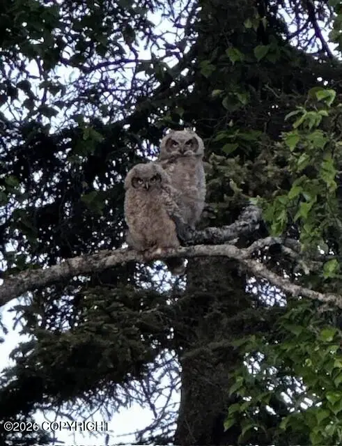 0 Bear Cove, Homer, AK 99603 - #2