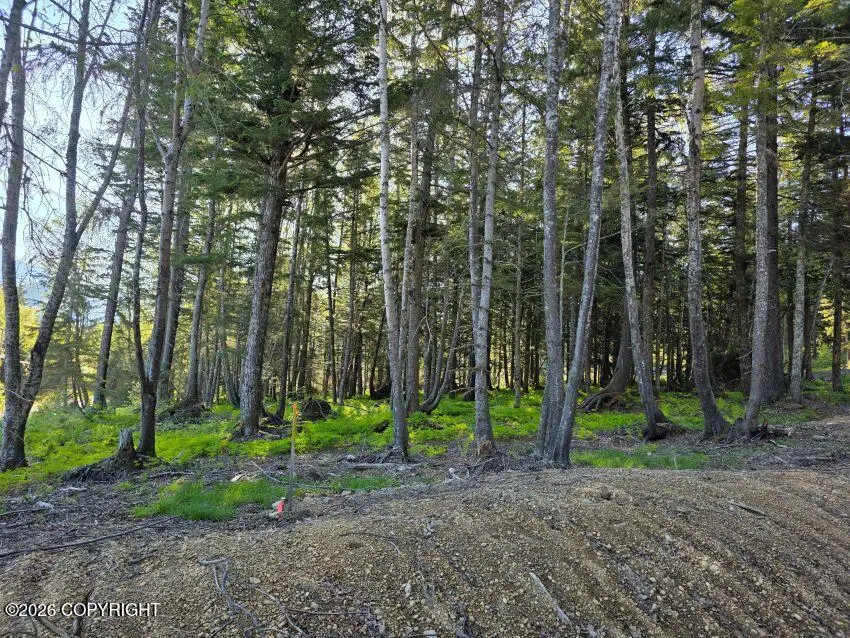 Lot 4 Major Road, Haines, AK 99827 - #2