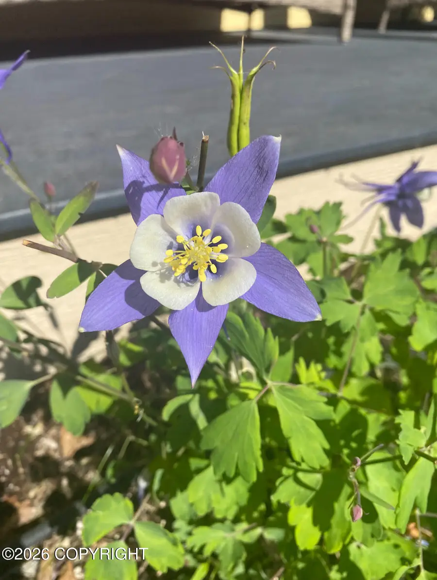 5068 S Snowshoe Parkway, Wasilla, AK 99654 - #3