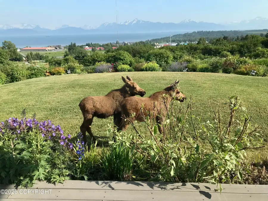 41293 Crested Crane Street, Homer, AK 99603 - #3