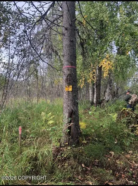 C006-007 No Road, Talkeetna, AK 99676 - #3
