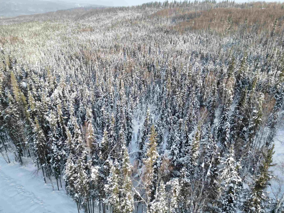 NHN WHISTLING SWAN, Fairbanks, AK 99712 - #1