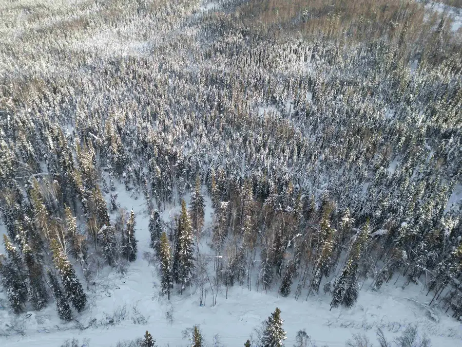NHN WHISTLING SWAN, Fairbanks, AK 99712 - #3