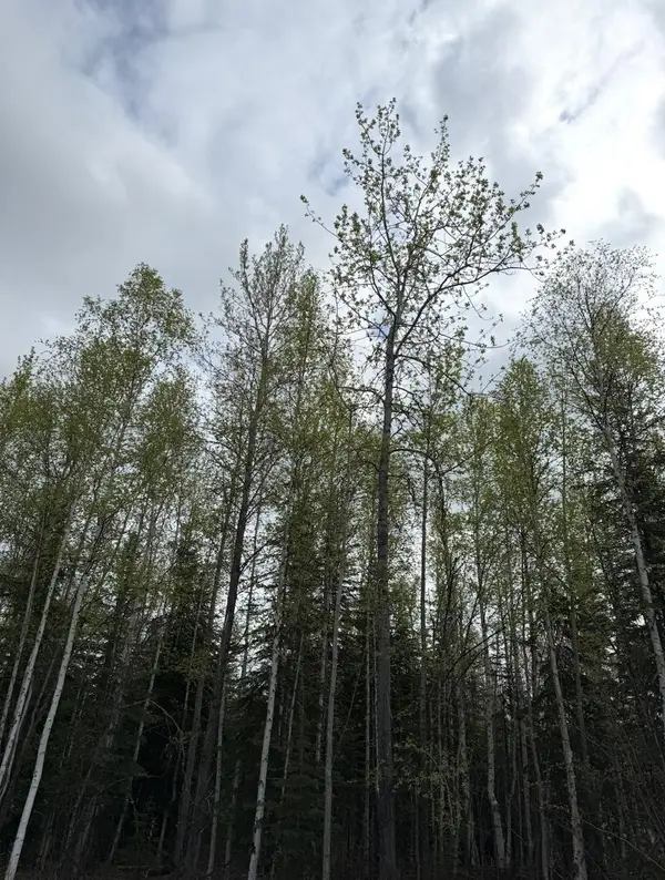 1564 MADELINE STREET, North Pole, AK 99705