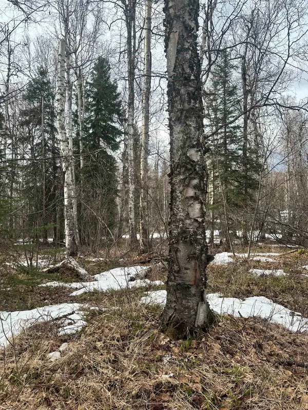 NHN PEREGRINE RIDGE ROAD, Salcha, AK 99714