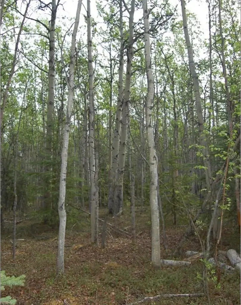 NHN MILE 276.5 PARKS HWY, Healy, AK 99745 - #2