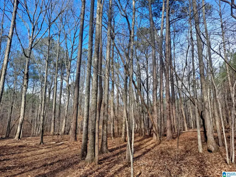 COUNTY ROAD 44, Brilliant, AL 35548 - Image #3