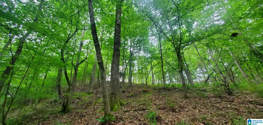 0 BAILEY SPRINGS ROAD, Ohatchee, AL 36271 - Image #2