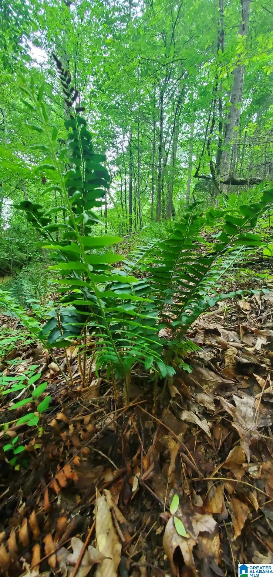 0 BAILEY SPRINGS ROAD, Ohatchee, AL 36271 - Image #3