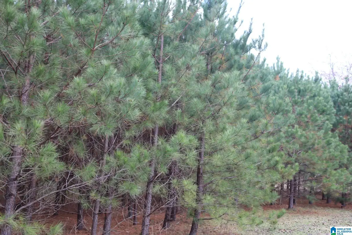 3170 CREST OVAL MTN ROAD, Bessemer, AL 35023 - Image #1