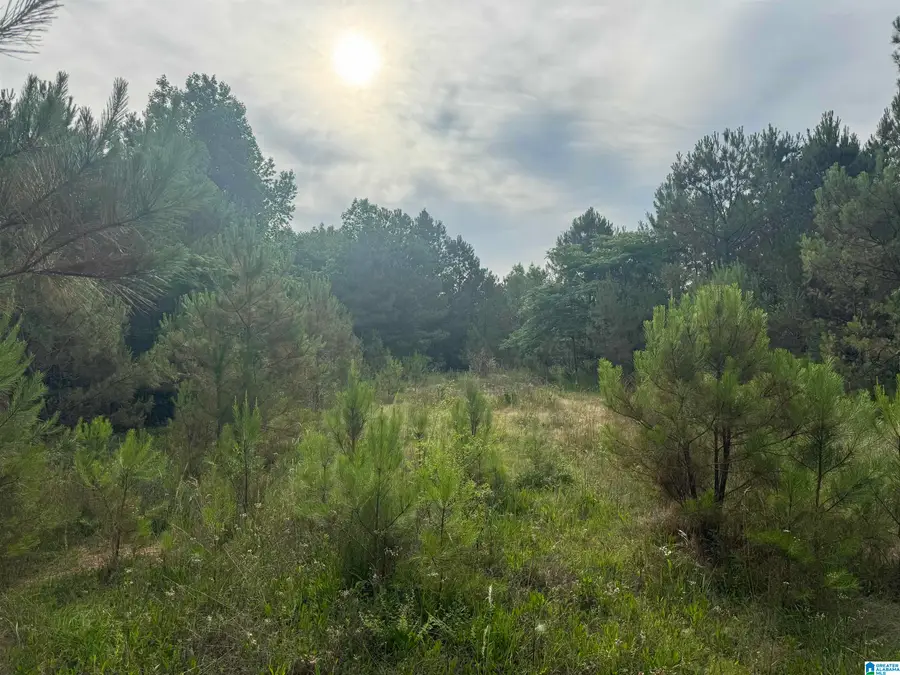 0 US HIGHWAY 43, Guin, AL 35563 - Image #3