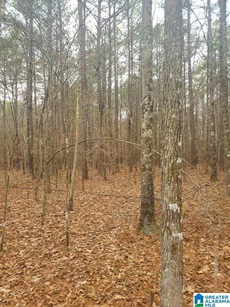 0 WOOD LANE, Ashville, AL 35953 - Image #2