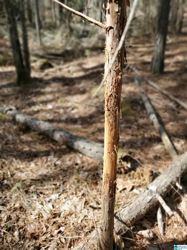 0 SERENITY LANE, Talladega, AL 35160