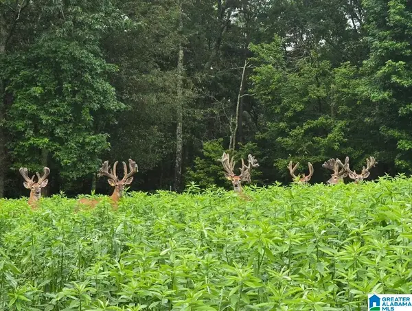 0 GUINNS COVE ROAD, Hayden, AL 35079