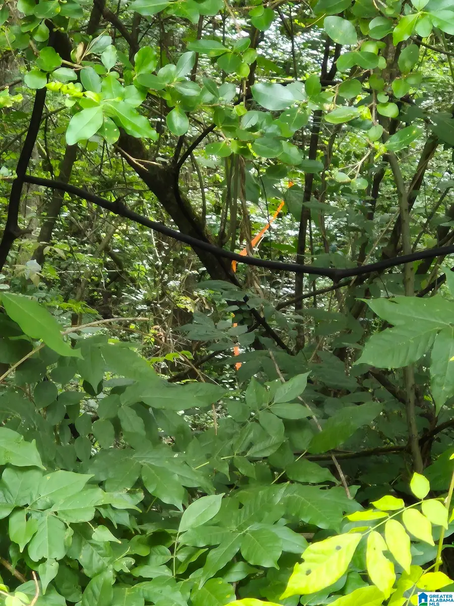 3100 HIGHWAY 31, Verbena, AL 36091 - Image #2