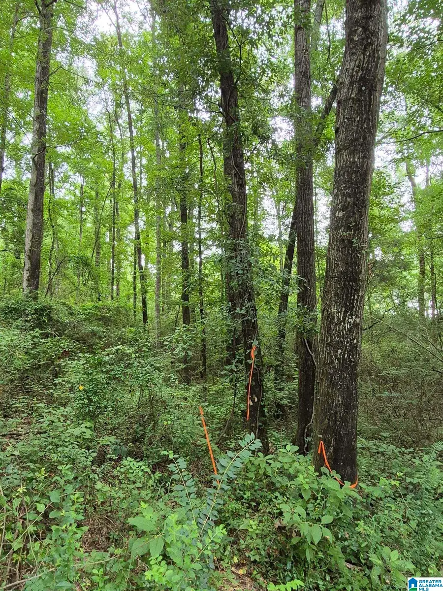 3100 HIGHWAY 31, Verbena, AL 36091 - Image #3