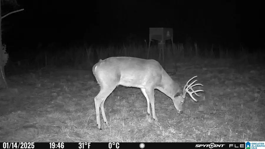 22 Acres HIGHWAY 278, Piedmont, AL 36272 - Image #3