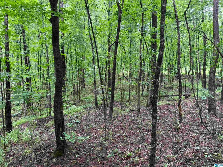 53756 HIGHWAY 25, Vandiver, AL 35176 - Image #3