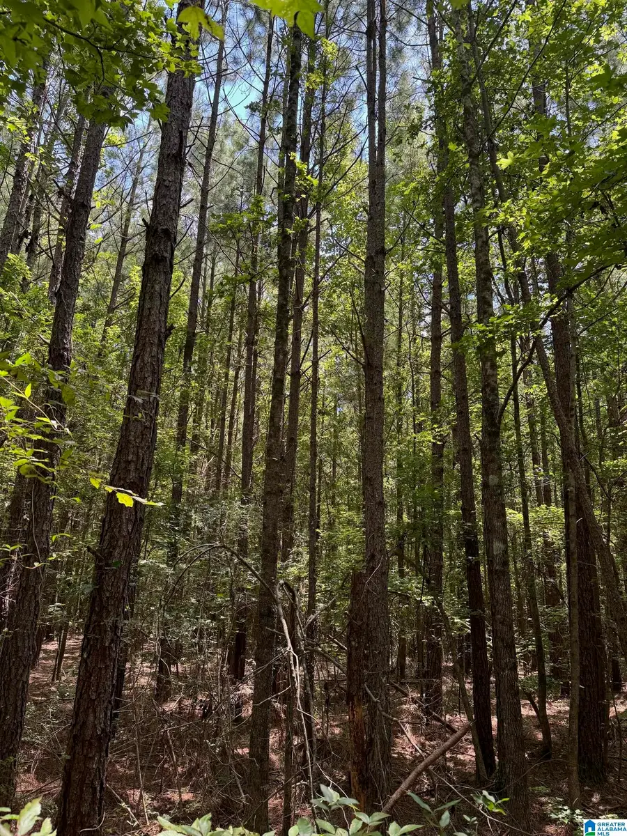 775 CONCORD CHURCH ROAD, Talladega, AL 35160 - Image #3