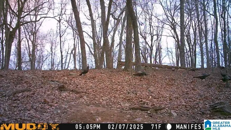 240 LARKHAVEN LANE, Springville, AL 35146 - Image #3