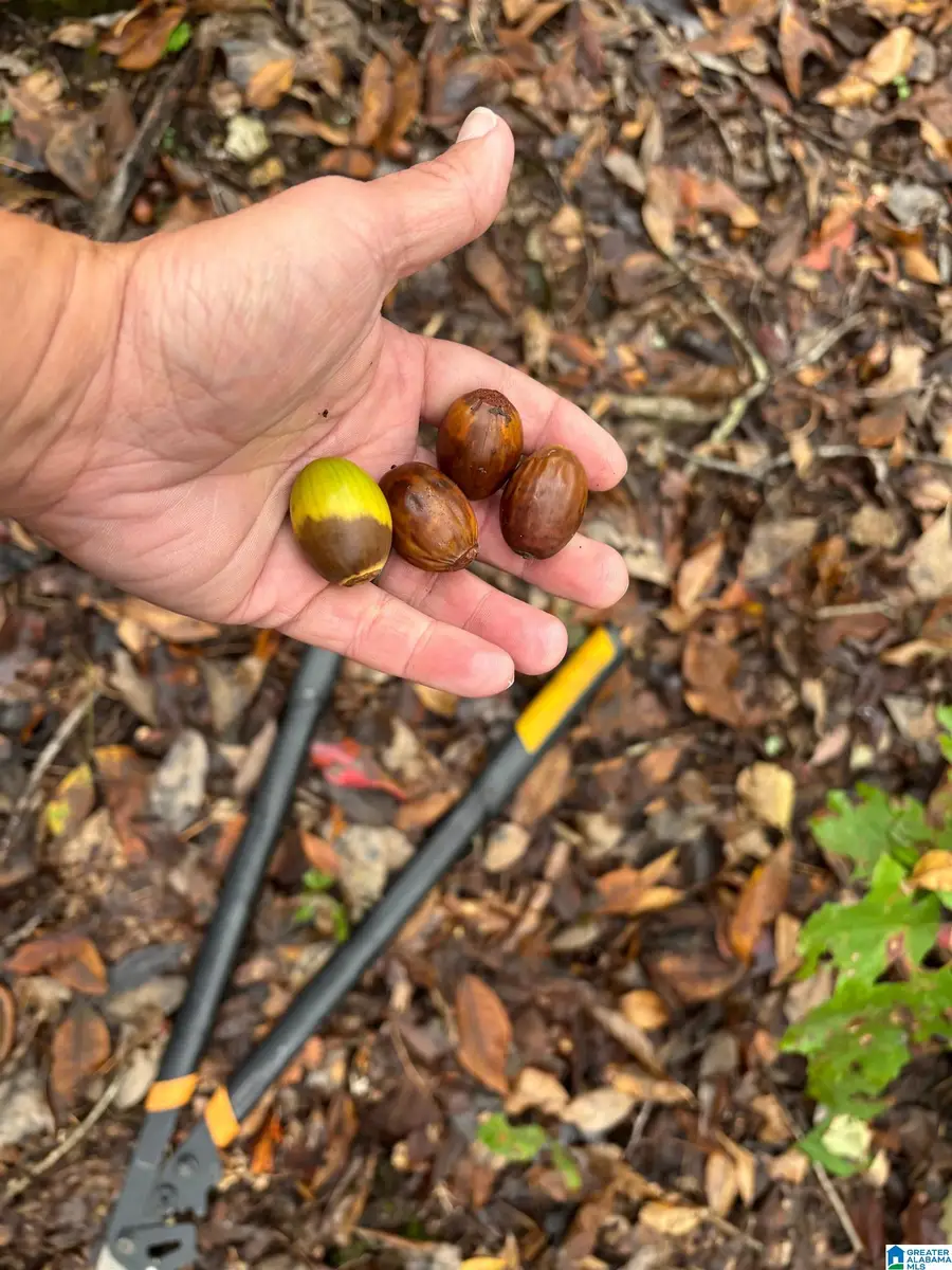 CYPRESS DRIVE, Gallant, AL 35972 - Image #2