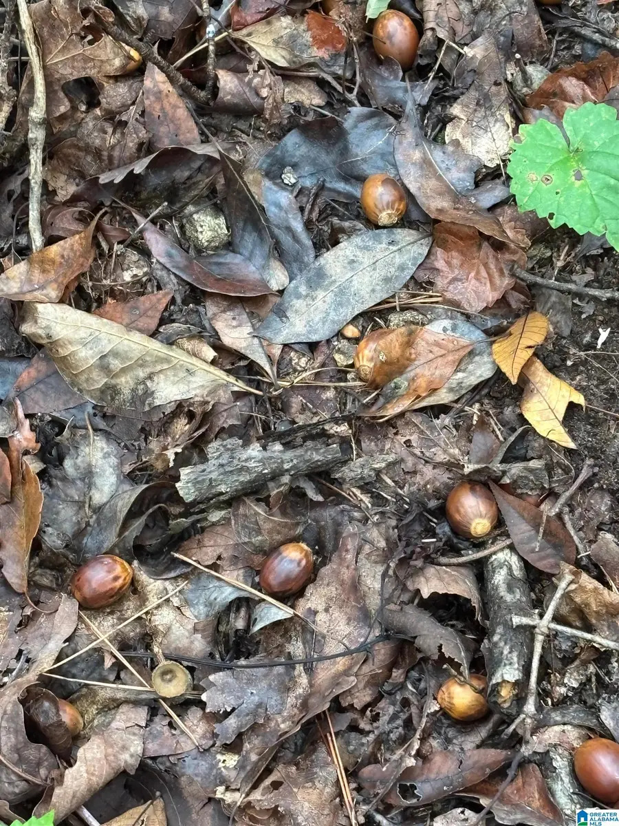 CYPRESS DRIVE, Gallant, AL 35972 - Image #3