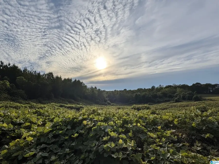 0 COUNTY ROAD 82, Newell, AL 36280 - Image #2