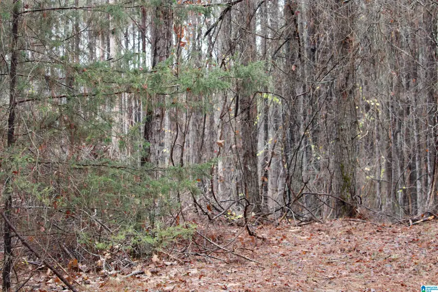 73 acres COUNTY ROAD 93, Bankston, AL 35542 - #3