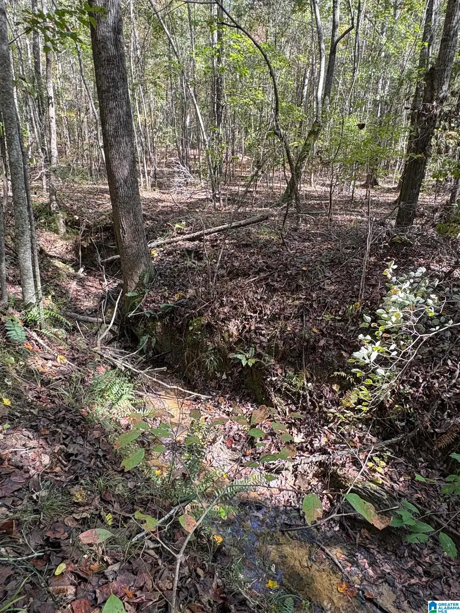 0 COUNTY ROAD 9, West Blocton, AL 35184 - #2