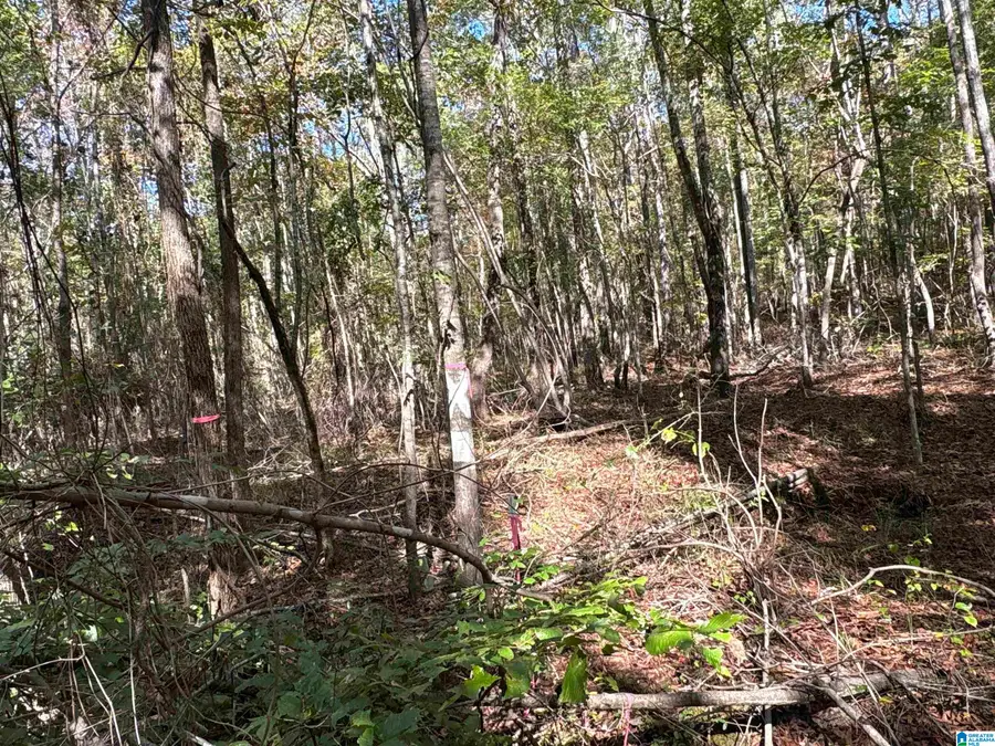 0 COUNTY ROAD 9, West Blocton, AL 35184 - #3