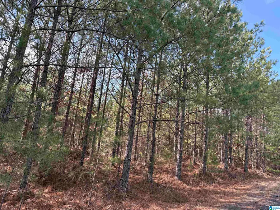 0 HIGHWAY 191, Maplesville, AL 36750 - Image #2