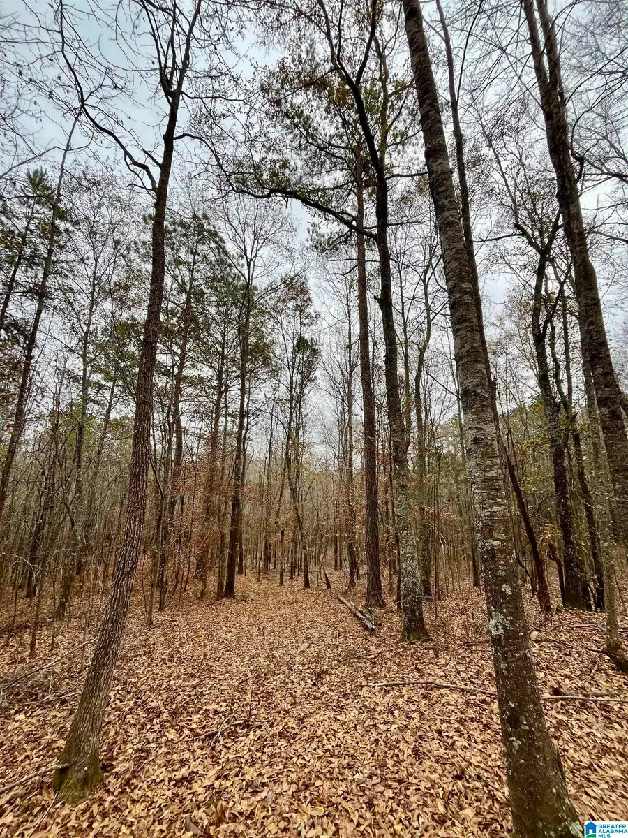 0 JESSIE ANN LANE, Ashland, AL 36251 - Image #3