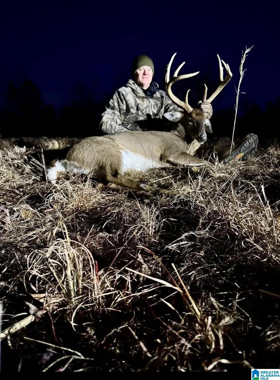 5590 COUNTY ROAD 79, Daviston, AL 36256 - #3