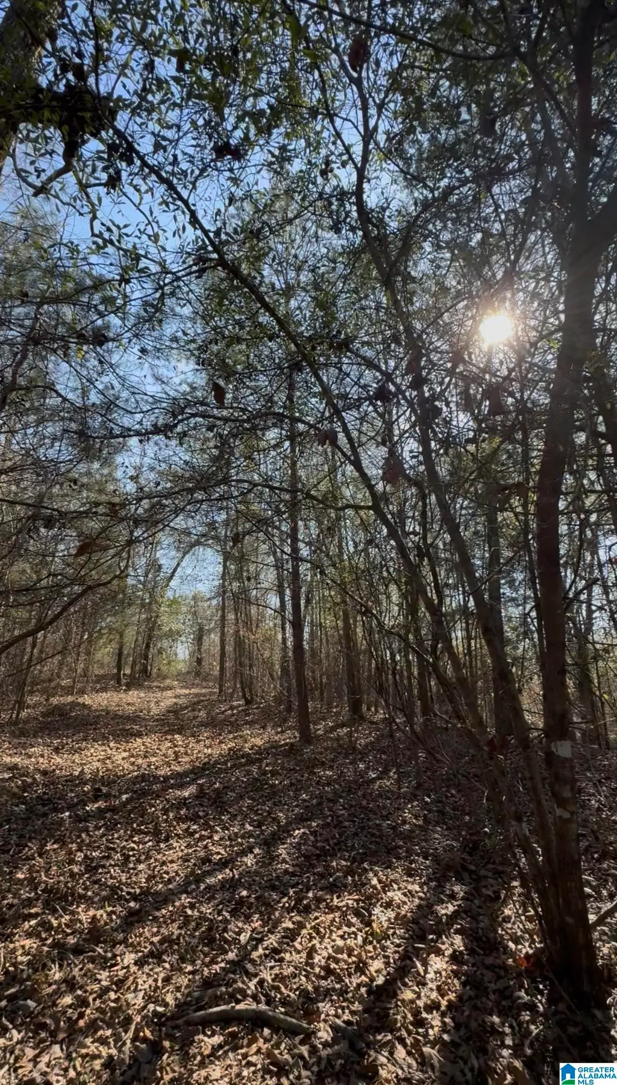 10 ROCKYVIEW ROAD, West Blocton, AL 35184 - #1