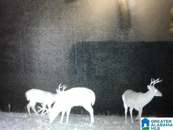 00 LANE BRANCH ROAD, Wedowee, AL 36278