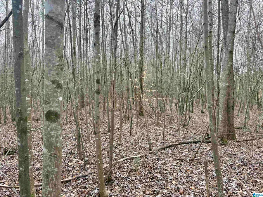 0 COUNTY ROAD 670, Ranburne, AL 36273 - #3