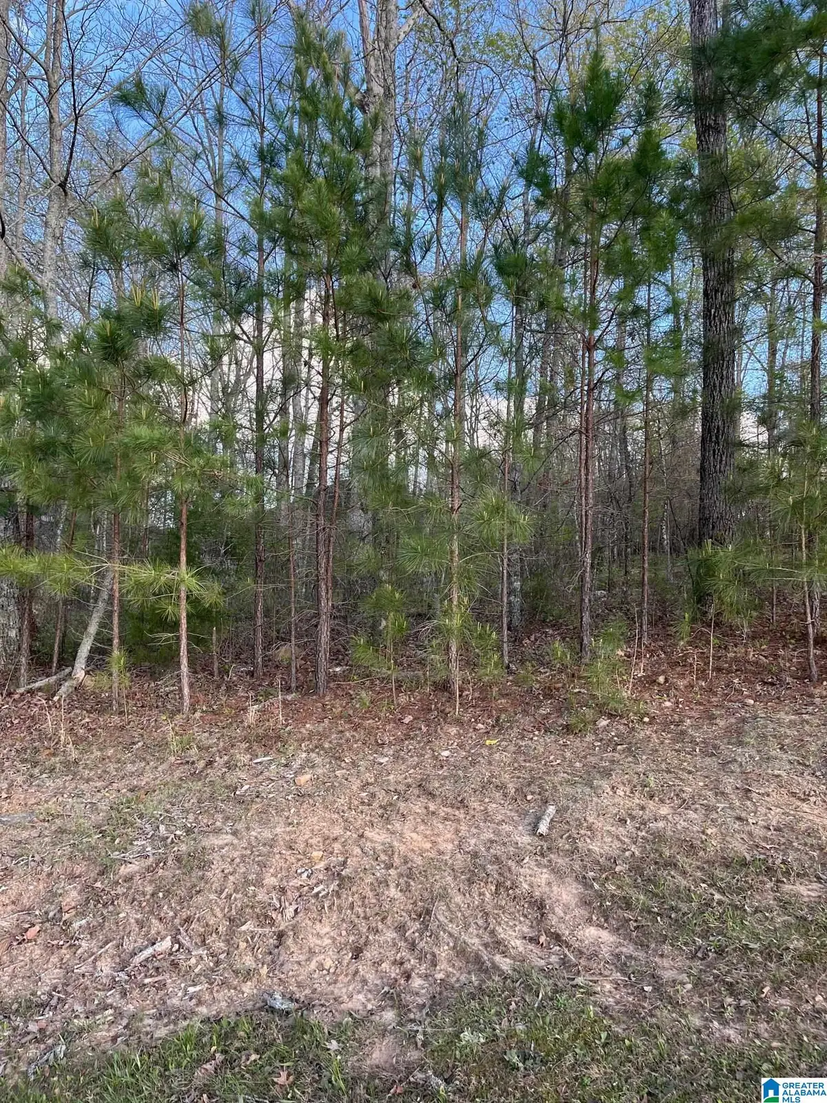 80 PRESERVE WAY, Springville, AL 35146 - #1