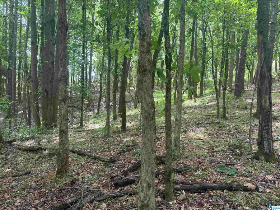 1 COUNTY ROAD 670, Ranburne, AL 36273 - #3