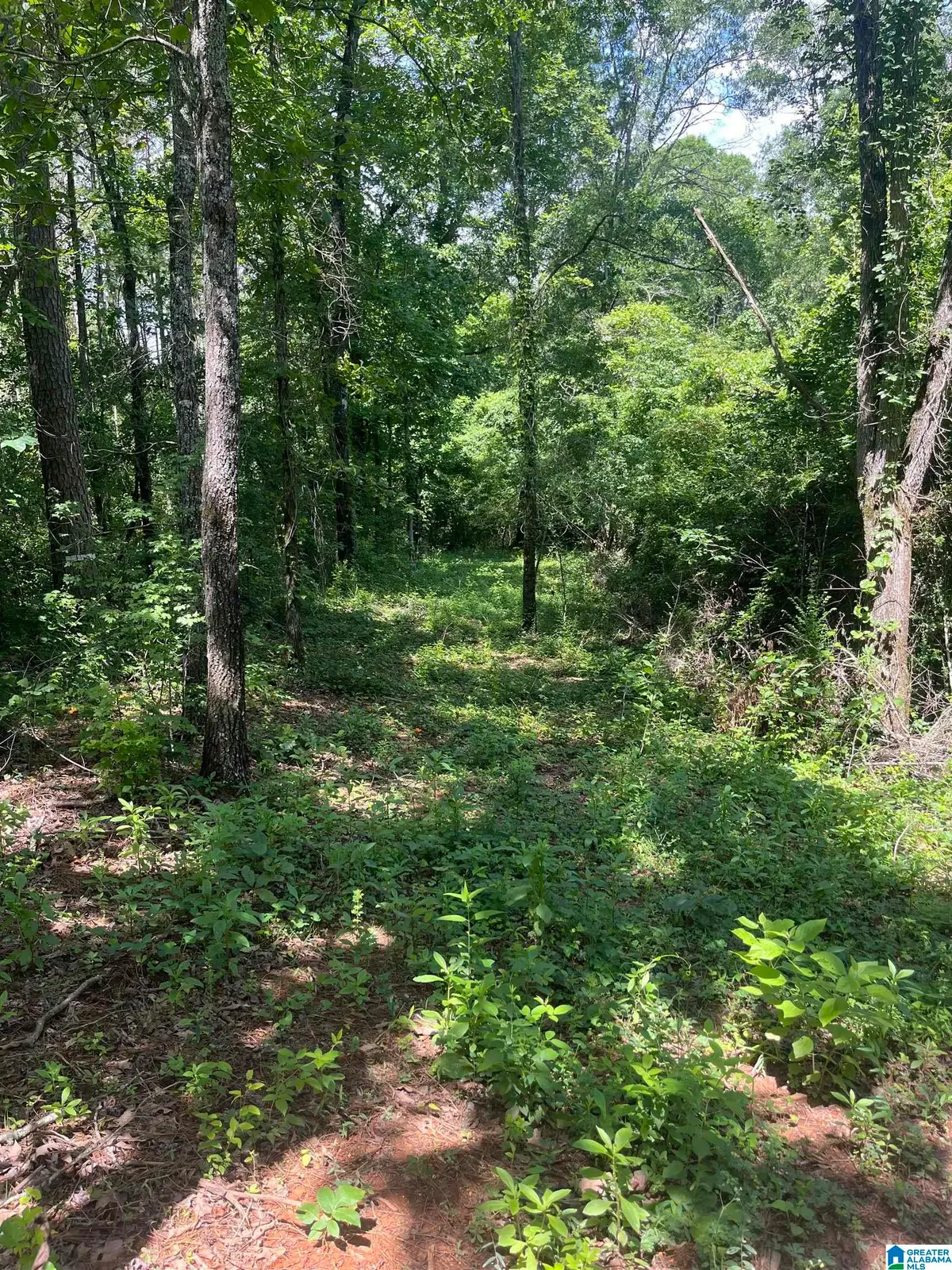 385 CARR ROAD, Alpine, AL 35014 - #1