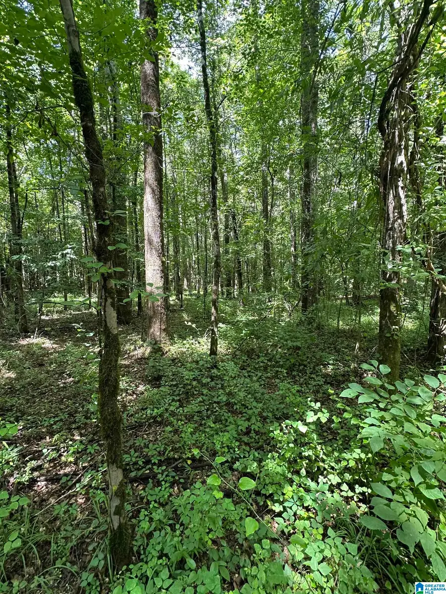 COUNTY ROAD 246, Five Points, AL 36855 - #3