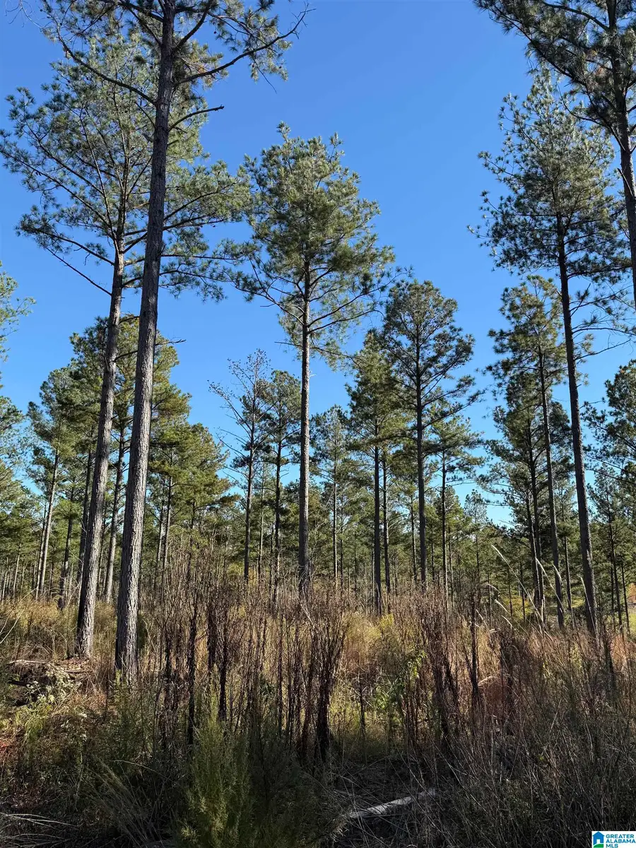 2202 WATTS ROAD, Munford, AL 36268 - #3