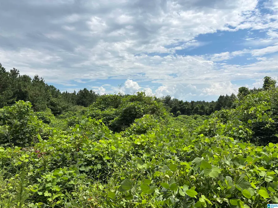 COUNTY ROAD 65, Wadley, AL 36276 - #3